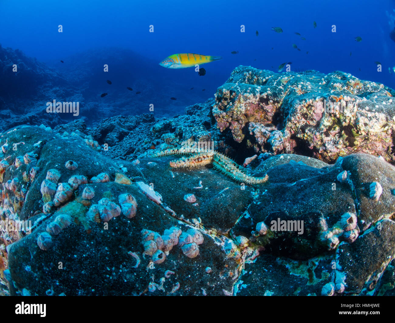 Coscinasterias tenuispina (étoile de mer) et des labres (Thalassoma pavo) , La Graciosa, Lanzarote, Îles Canaries Banque D'Images