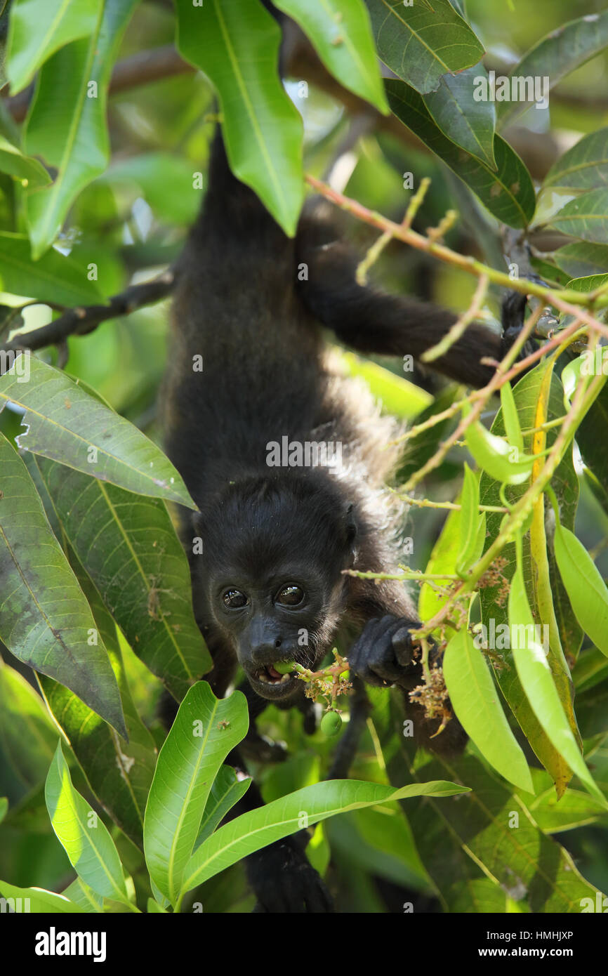 Manteau singe hurleur (Alouatta palliata) l'alimentation. Forêt tropicale sèche. Parc National Palo Verde, Guanacaste, Costa Rica. Banque D'Images