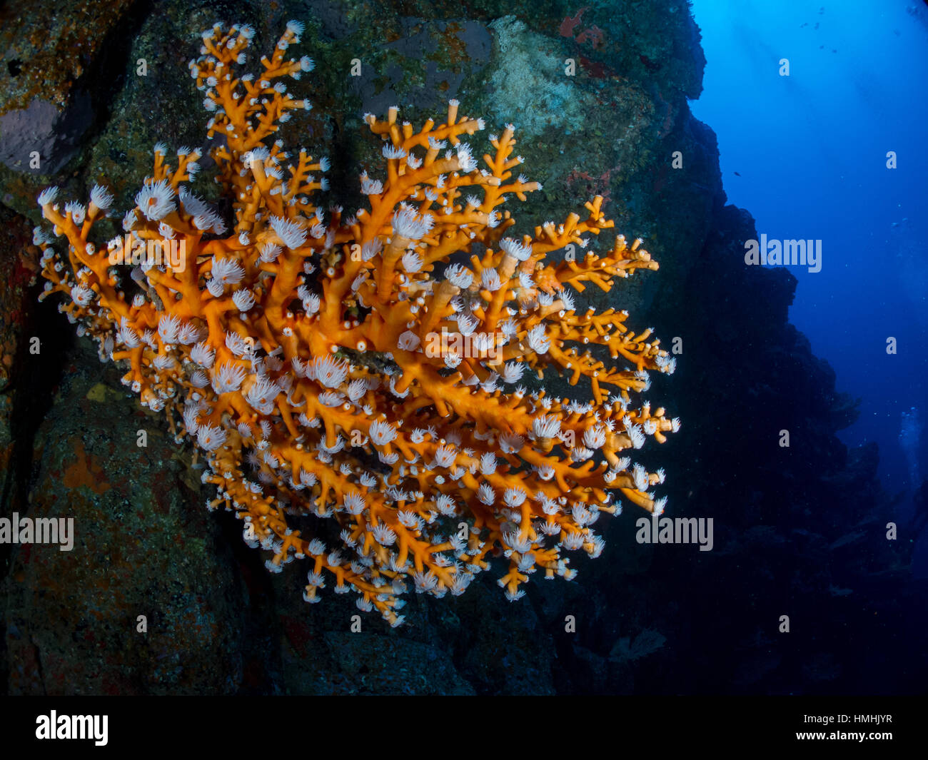 Coral Tree (Dendrophyllia ramea), La Graciosa, Lanzarote, Îles Canaries Banque D'Images