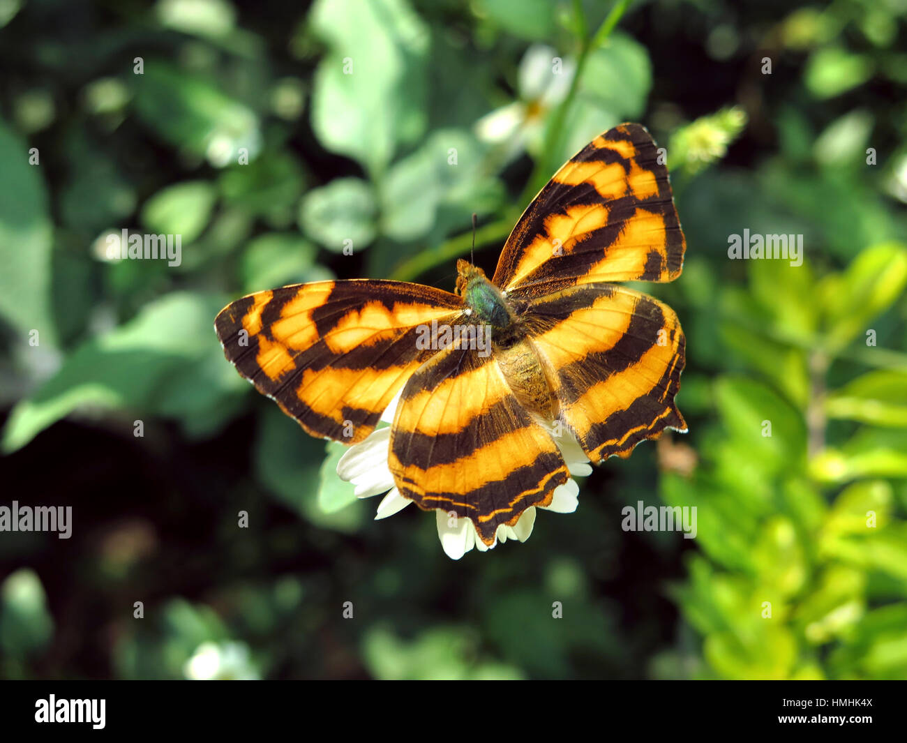 Papillon (Symbrenthia Jester commun Lilaea) Banque D'Images