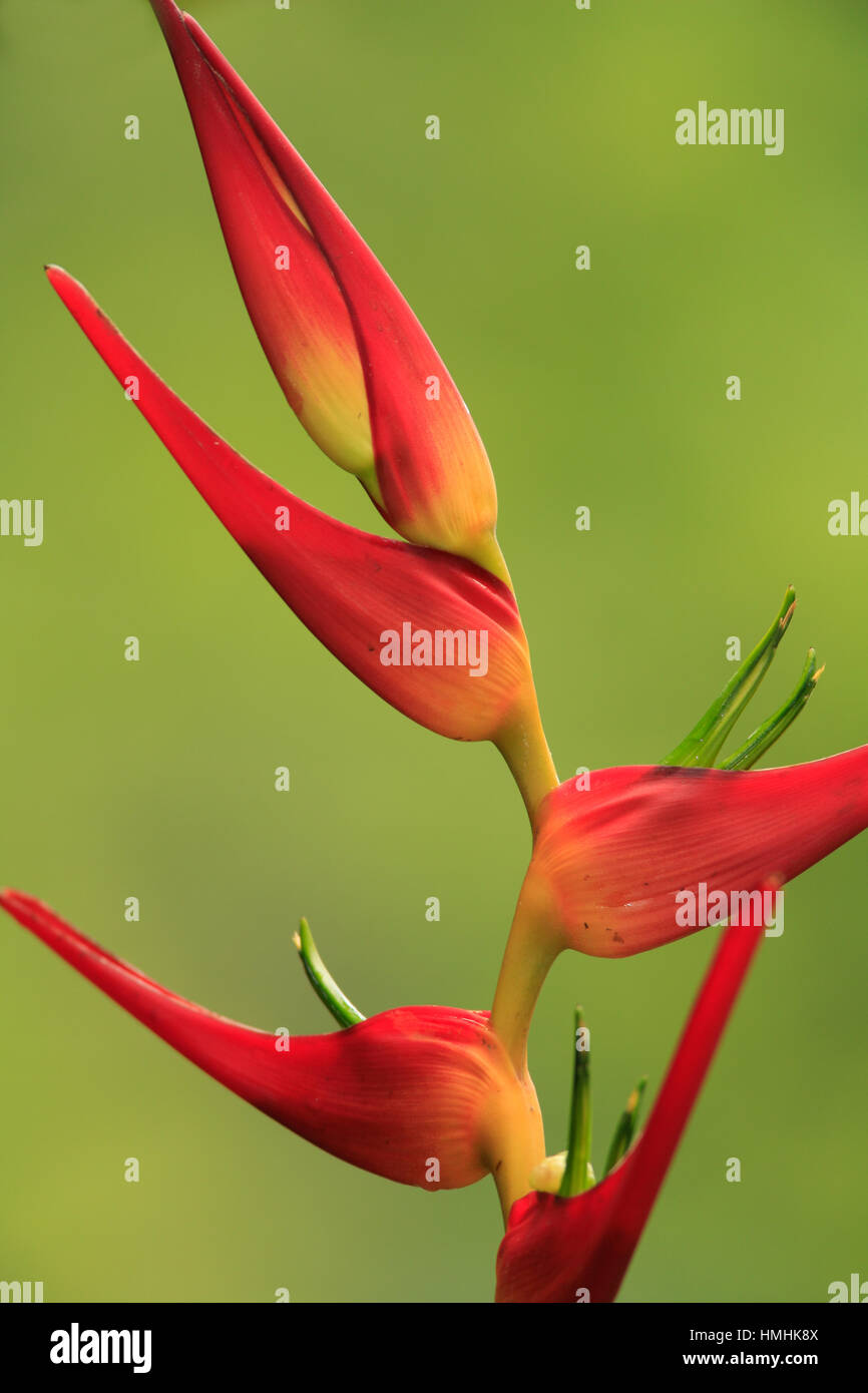 Graines Heliconia latispatha, Station Biologique De La Selva, la forêt tropicale de plaine, les pentes des Caraïbes, le Costa Rica Banque D'Images