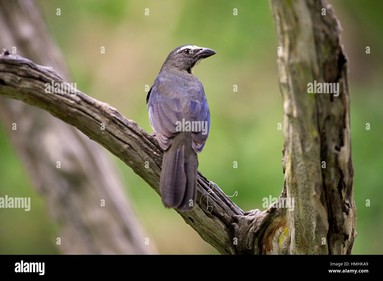 Saltator gris/(Saltator coerulescens), sur l'arbre, Pantanal, Mato Grosso, Brésil, Amérique du Sud Banque D'Images