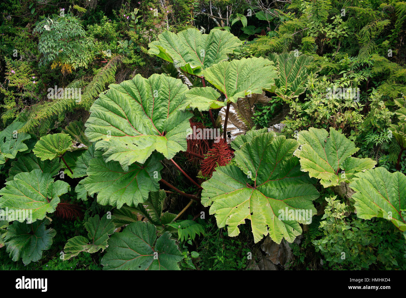 Parapluie du pauvre (Gunnera insignis) dans le Parc National Volcan Irazú, Costa Rica. Banque D'Images