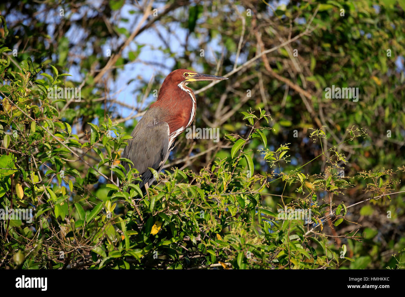 Rufescent Tiger Heron (Tigrisoma lineatum,), des profils sur l'arbre, Pantanal, Mato Grosso, Brésil, Amérique du Sud Banque D'Images Rufescent Tiger Heron (Tigrisoma lineatum,), des profils sur l'arbre, Pantanal, Mato Grosso, Brésil, Amérique du Sud Banque D'Images