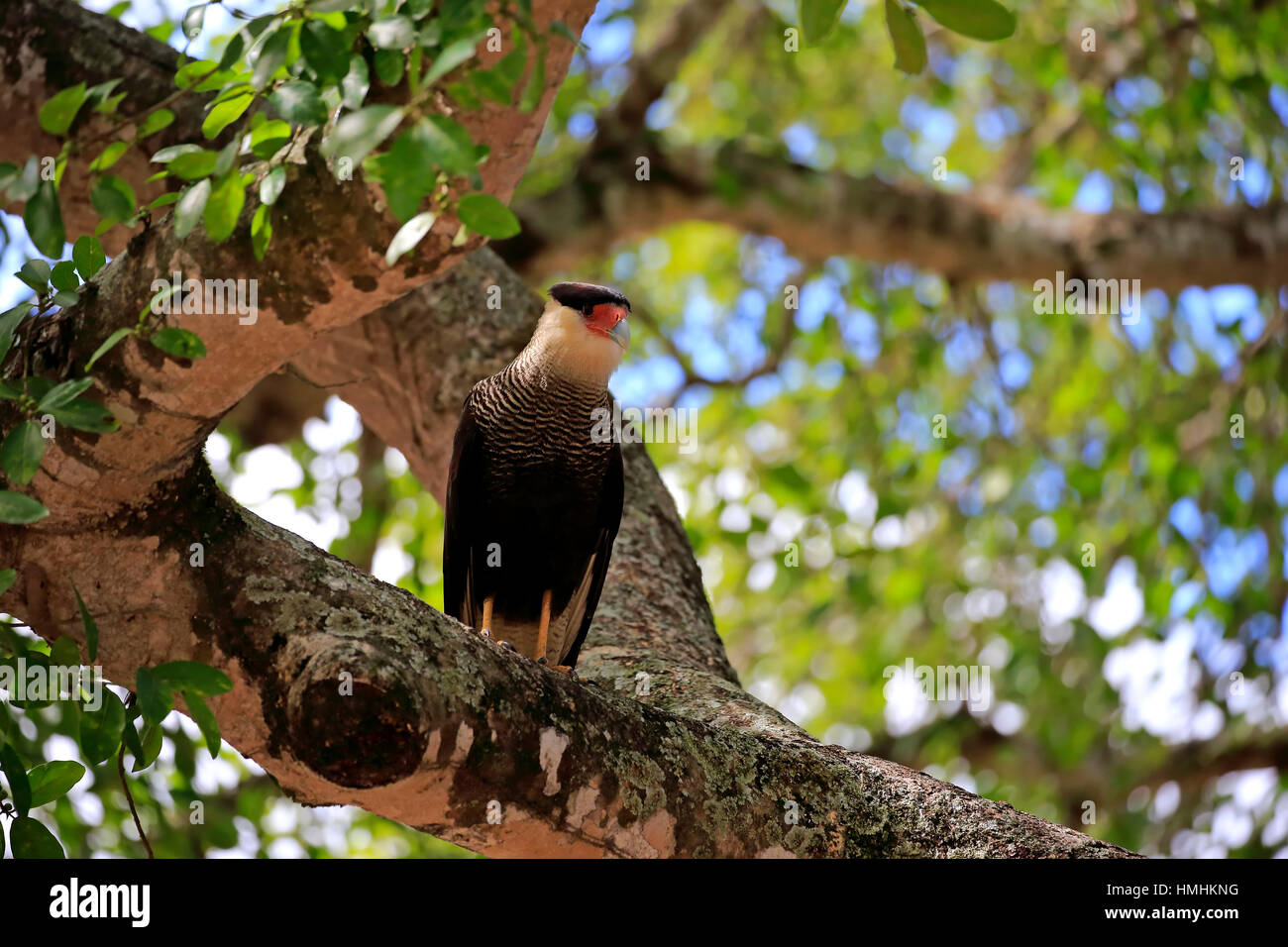 Caracara huppé (Polyborus plancus), adultes, sur l'arbre, Pantanal, Mato Grosso, Brésil, Amérique du Sud Banque D'Images