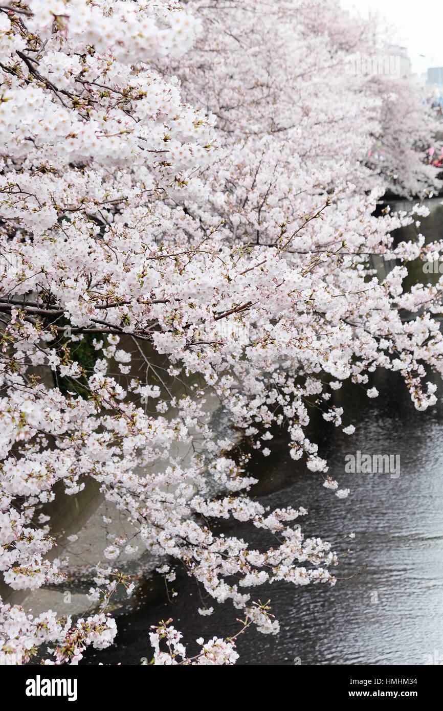 Les fleurs de cerisier à Meguro river à Tokyo au Japon,La rivière est un lieu populaire pour ses cerisiers en fleurs au printemps. Banque D'Images