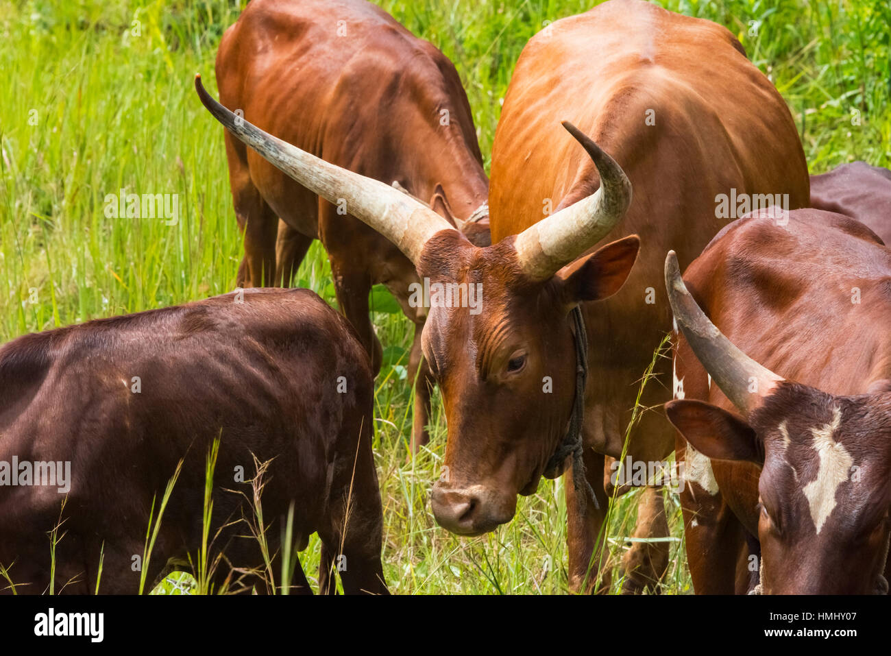 Blanc longue à cornes de vache, Entebbe, Ouganda Banque D'Images