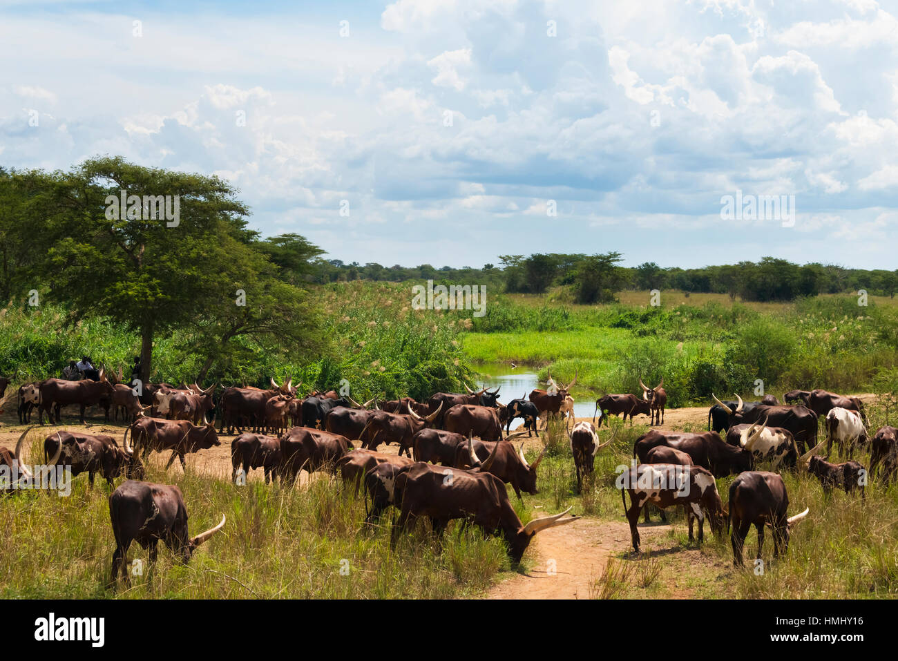 Blanc longue à cornes de vache, Ouganda Banque D'Images