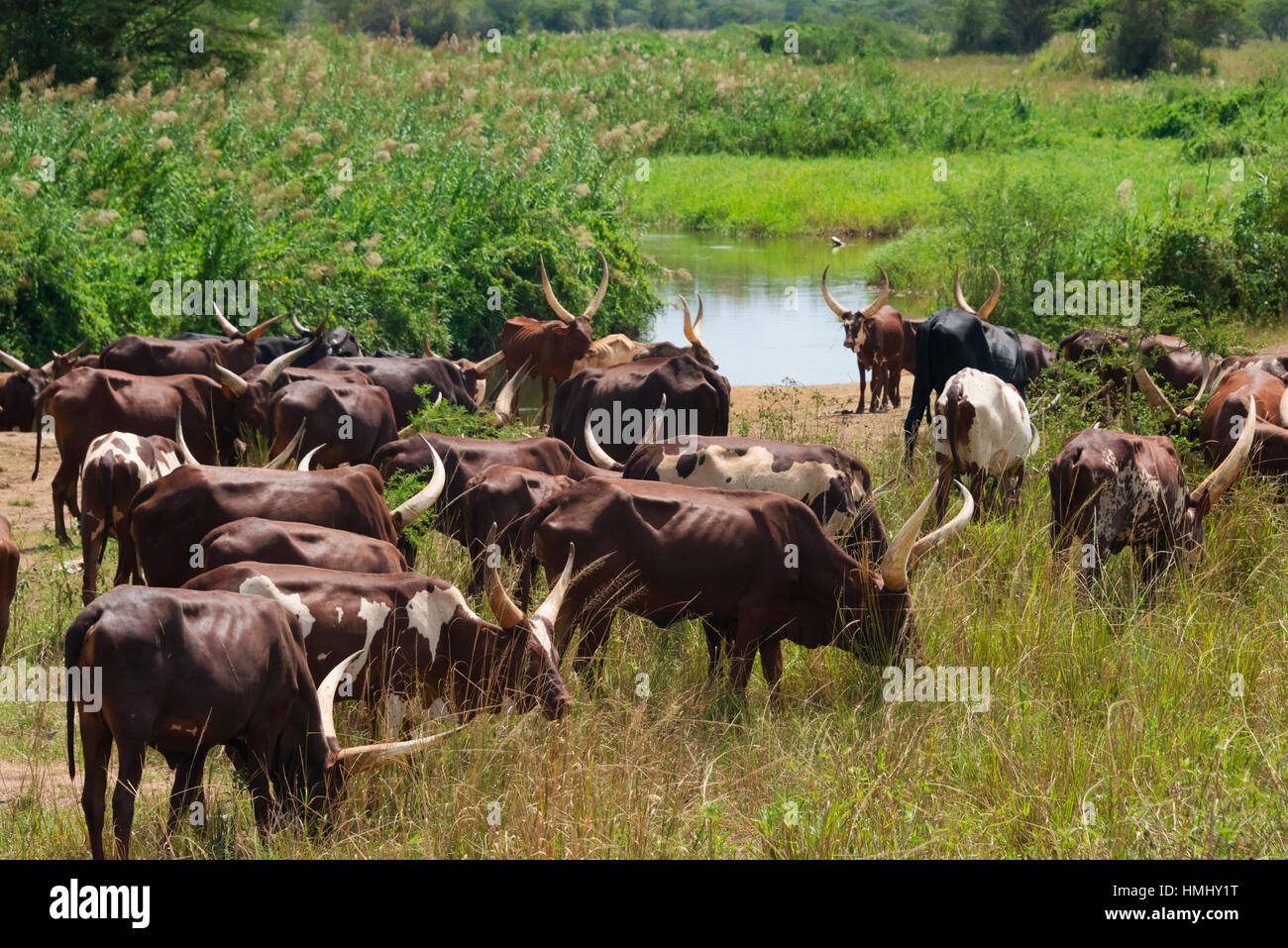 Blanc longue à cornes de vache, Ouganda Banque D'Images