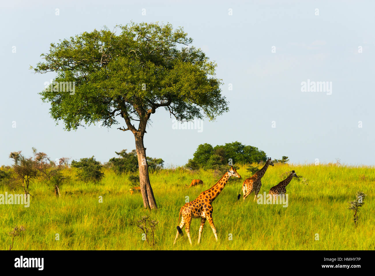 Les Girafes sur la savane, Murchison Falls National Park, de l'Ouganda Banque D'Images