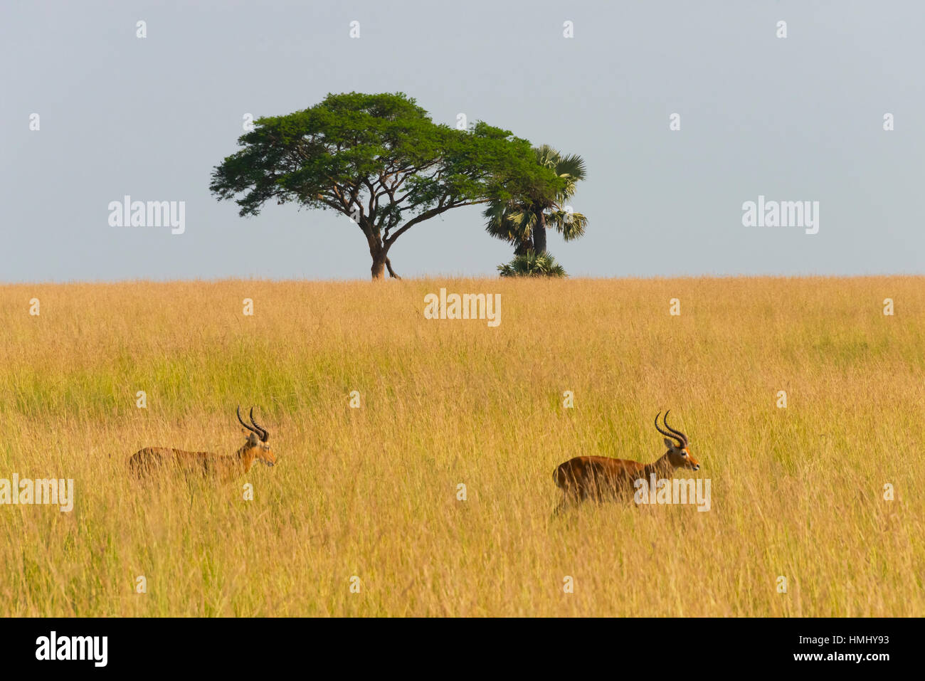 Kobs ougandais sur la savane, Murchison Falls National Park, de l'Ouganda Banque D'Images