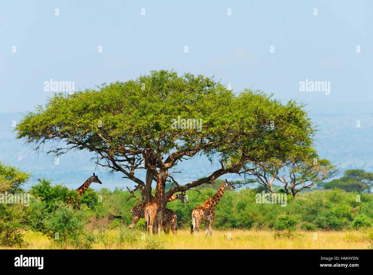 Les Girafes sous un acacia sur la savane, Murchison Falls National Park, de l'Ouganda Banque D'Images