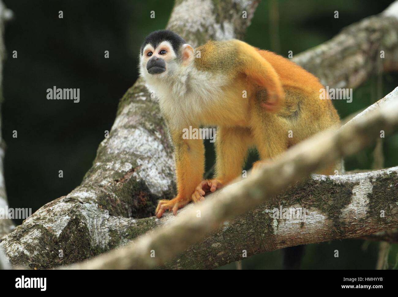 Mono Titi Banque D Image Et Photos Alamy