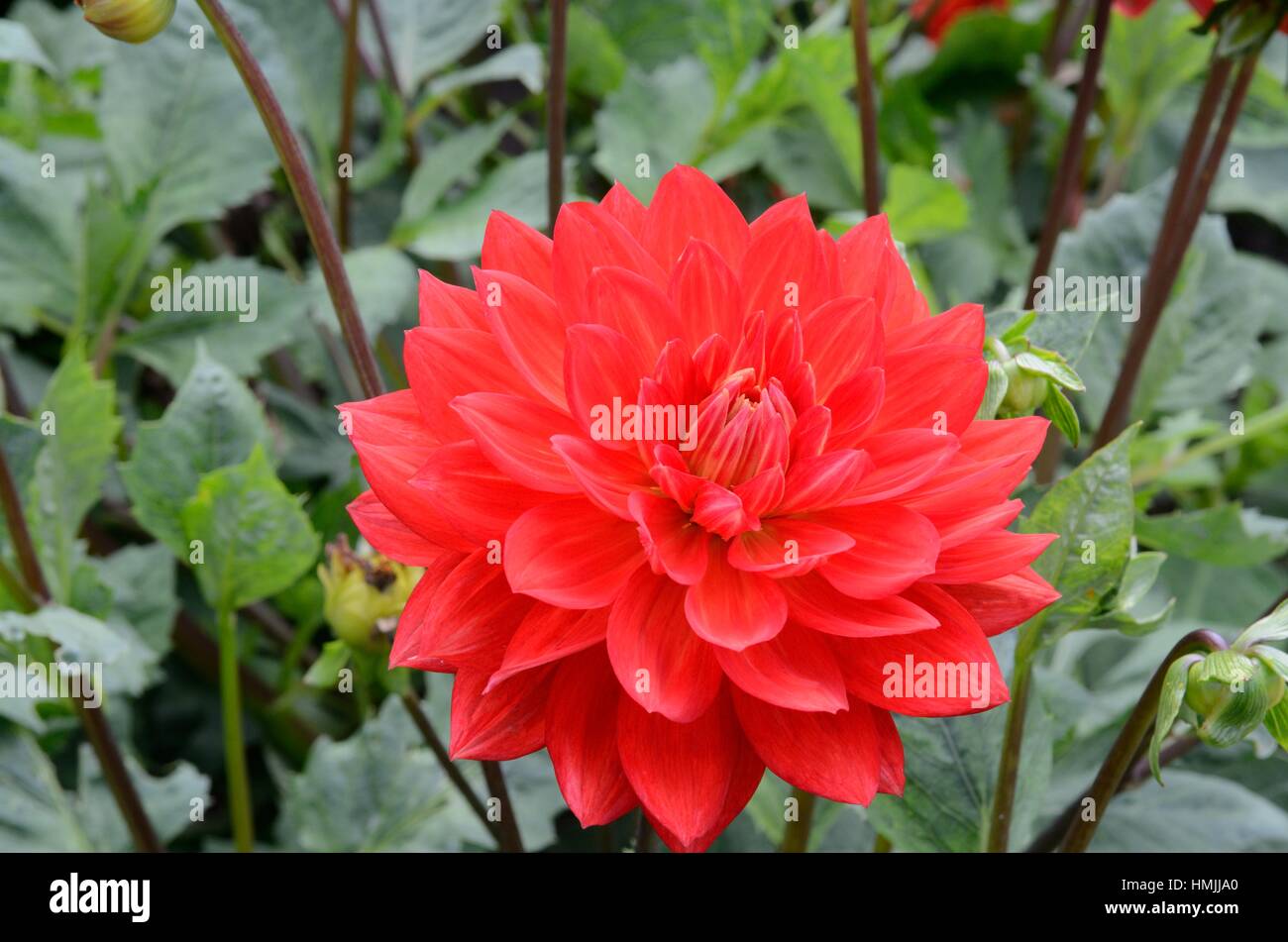 Dahlia rouge rubis Taratahi groupe nénuphar dahlias Banque D'Images