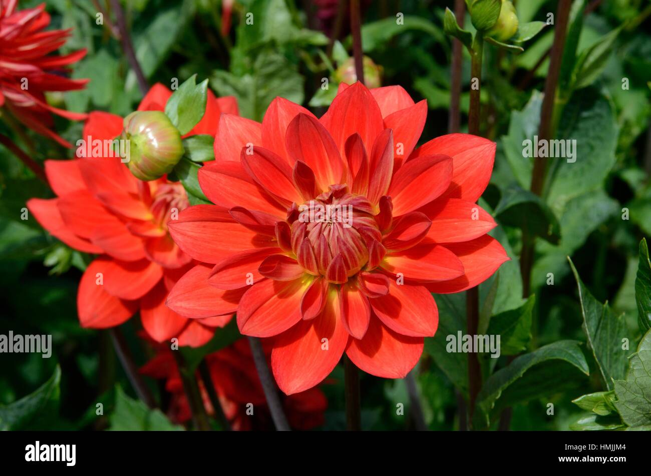 Dahlia rouge rubis Taratahi groupe nénuphar dahlias Banque D'Images