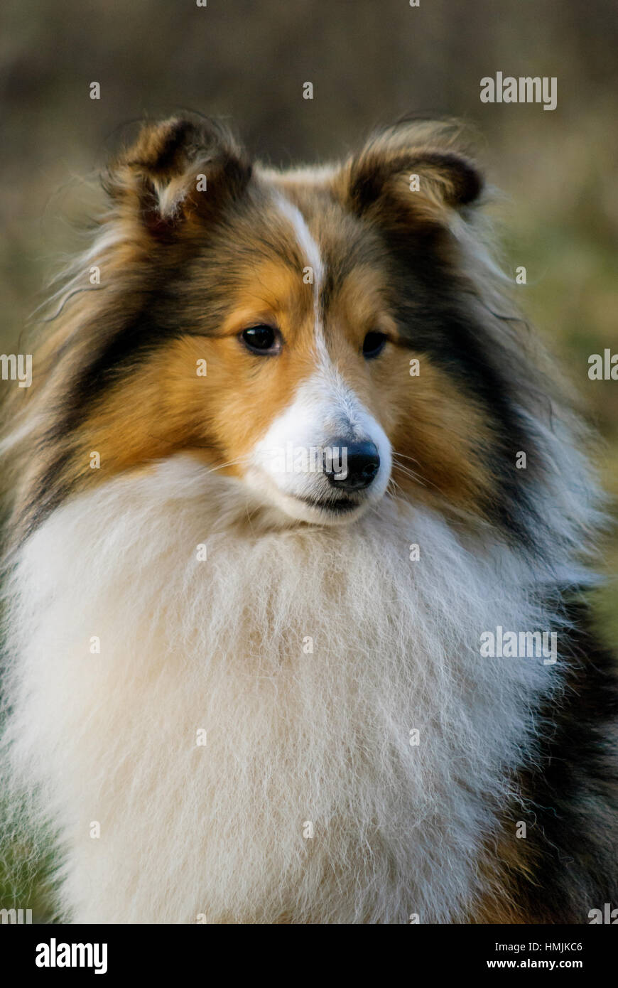 Shetland Sheepdog / collie / Sheltie (Canis lupus familiaris) in garden Banque D'Images