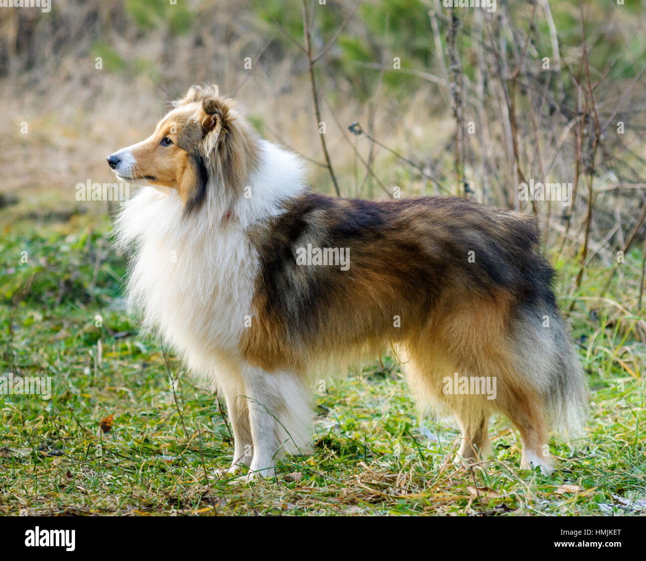 Shetland Sheepdog / collie / Sheltie (Canis lupus familiaris) in garden Banque D'Images