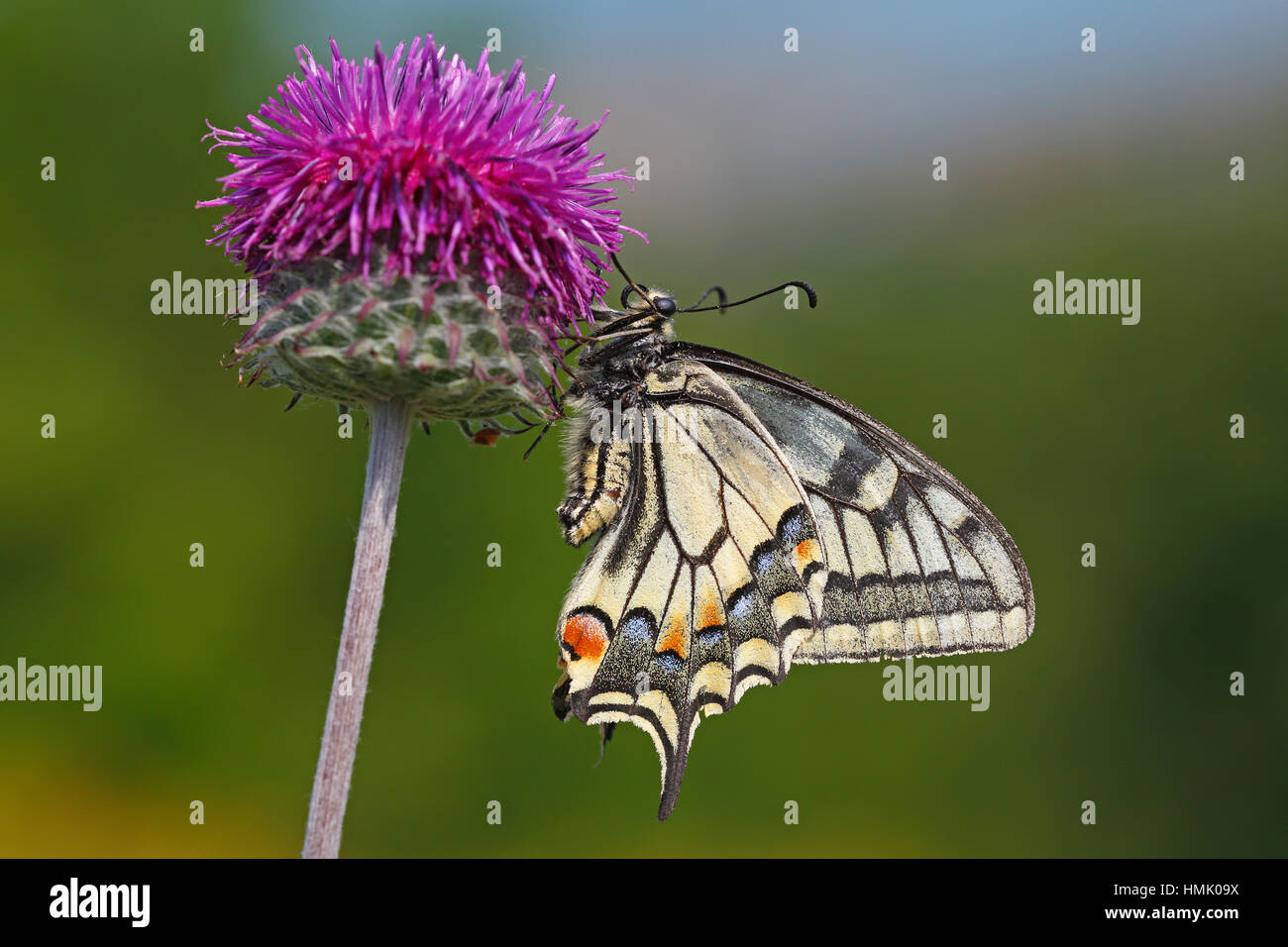 Papilio machaon) assis sur fleur de centaurée maculée (Centaurea scabiosa), Parc National du Haut Balaton Banque D'Images