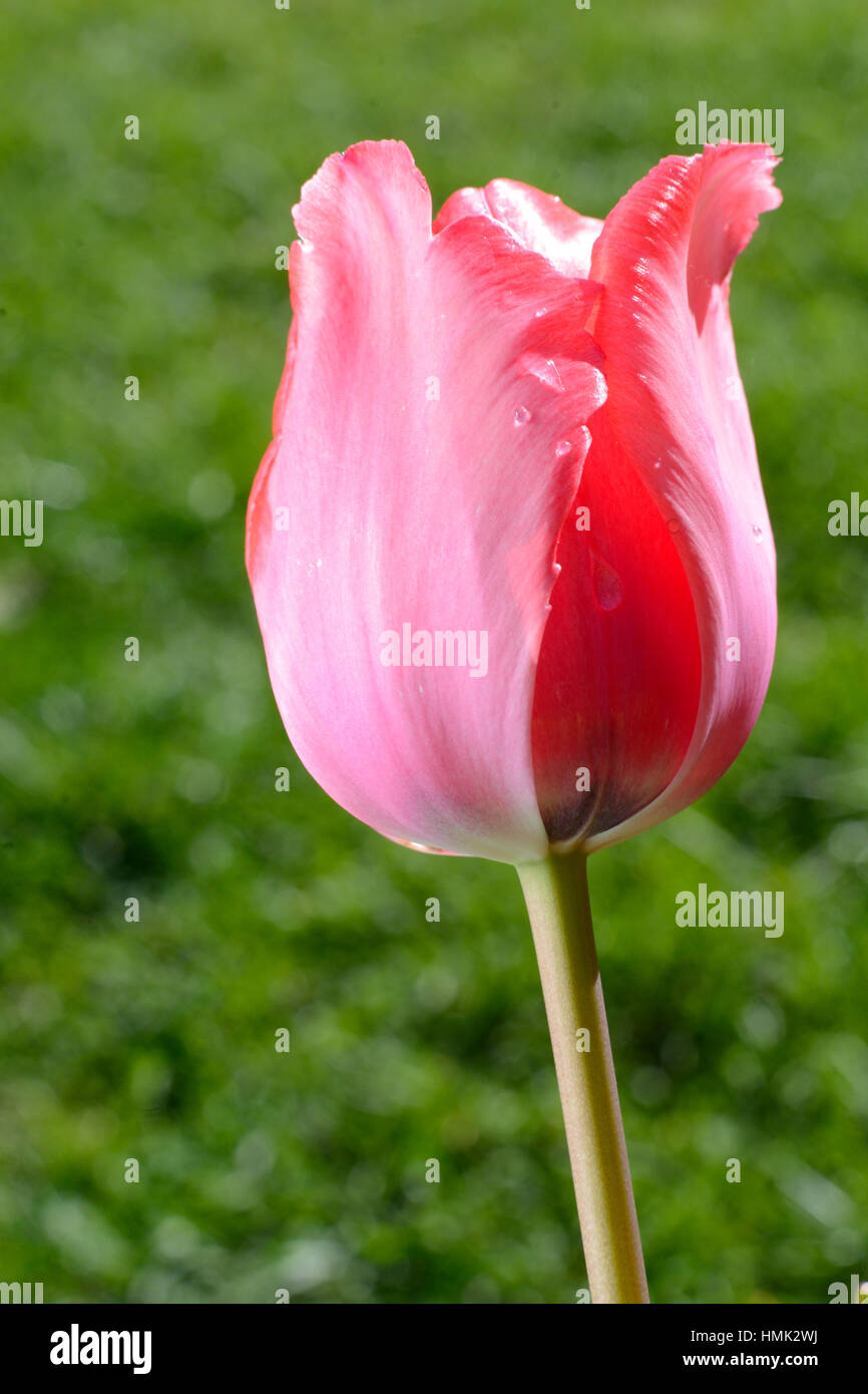 Tulipe rose avec des gouttes de rosée Banque D'Images