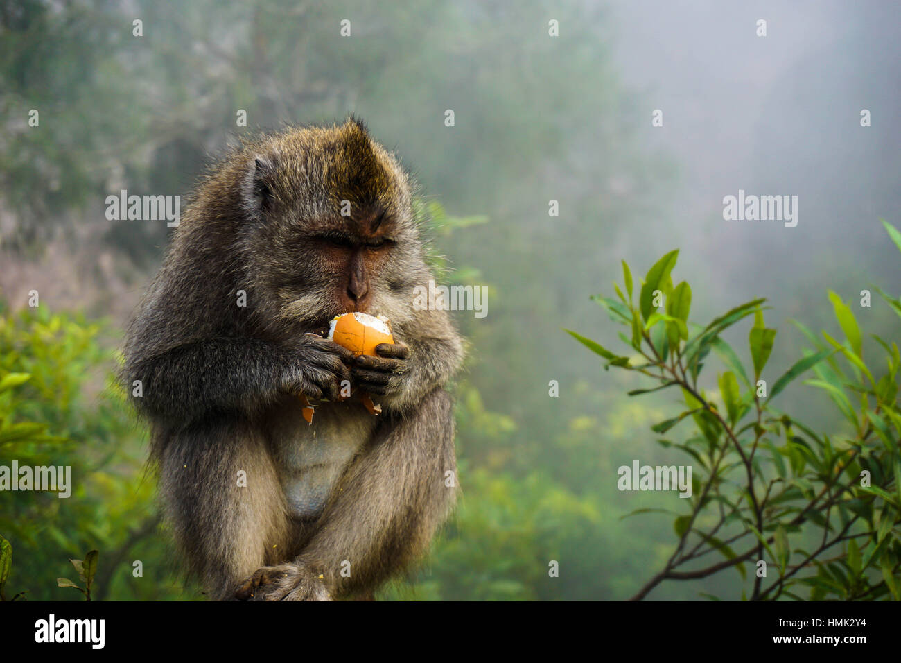 Un singe à longue queue balinais mange un vol de l'oeuf dur dans les sous-bois du mont Batur. Il s'est penché sur une posture égoïste. Banque D'Images