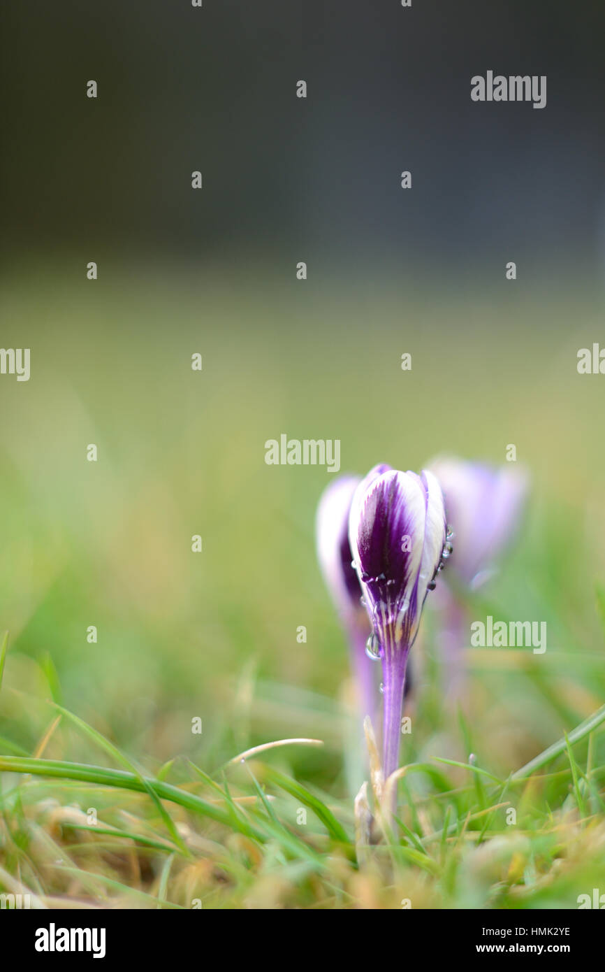 Crocus Mauve et blanc avec des gouttes de rosée Banque D'Images