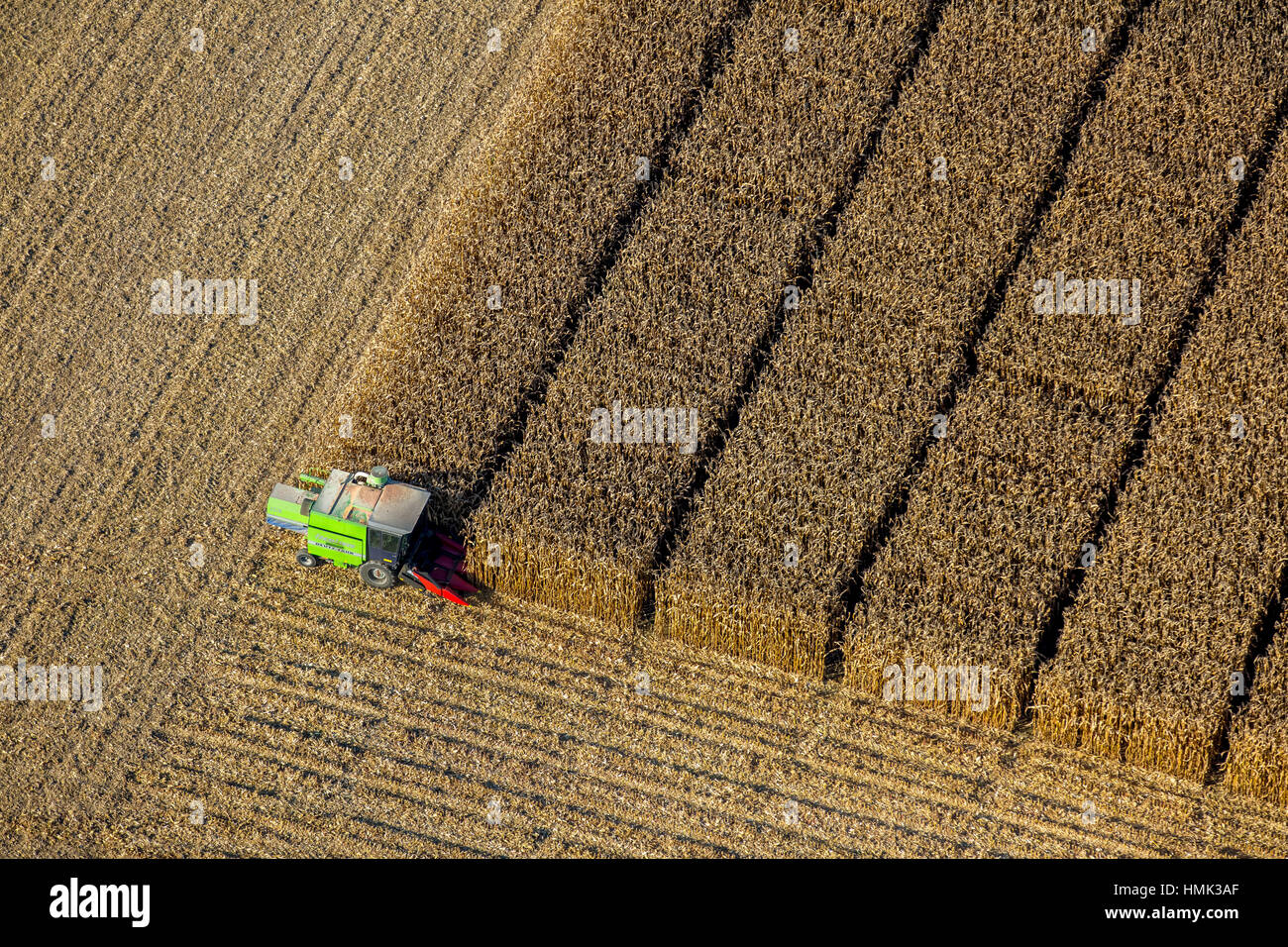La récolte de maïs, vue aérienne, Pelkum, Hamm, Ruhr, Rhénanie du Nord-Westphalie, Allemagne Banque D'Images