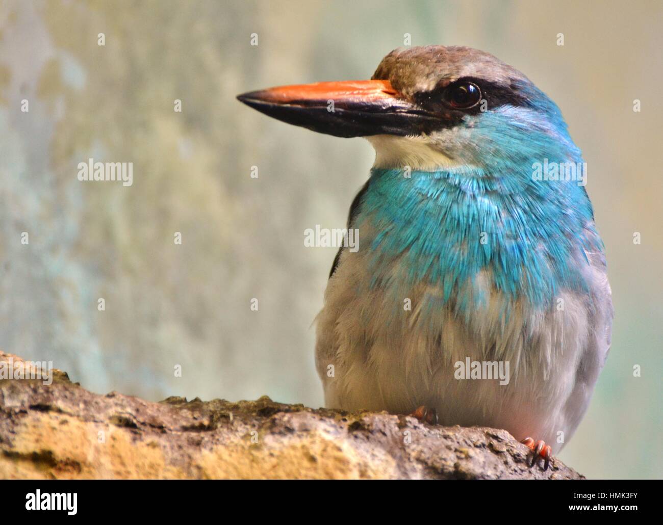 La blue-breasted kingfisher (Halcyon malimbica) est un arbre tropical de kingfisher l'Afrique de l'ouest. Banque D'Images