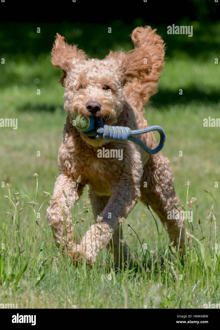 Belle goldendoodle labradoodle en marche et jouant dans un champ pays avec jouet en bouche Banque D'Images