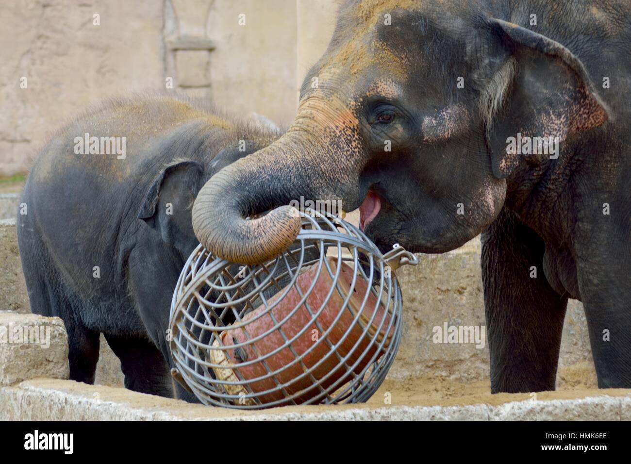 L'éléphant d'Asie(s) de jouer avec des boules de fer d'être occupés au lieu  d'être ennuyé. Zoo de Hanovre, Allemagne Photo Stock - Alamy