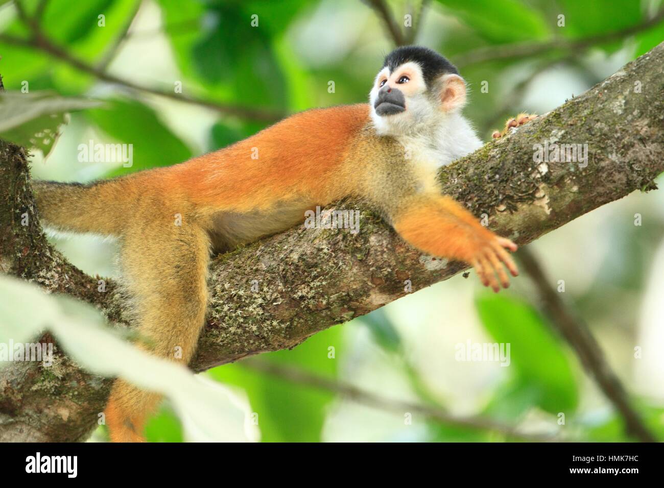 Mono Titi Banque D Image Et Photos Alamy