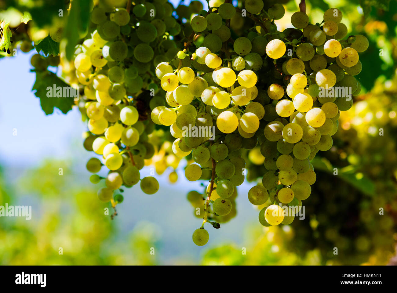 Gumpoldskirchen : Vigne, raisins, Wienerwald, Bois de Vienne, Basse-Autriche, Basse Autriche, Autriche Banque D'Images