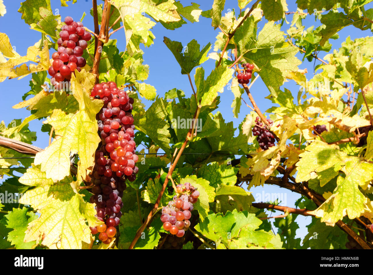 Gumpoldskirchen : Vigne, raisin, vin domaine Wienerwald, Bois de Vienne, Basse-Autriche, Basse Autriche, Autriche Banque D'Images