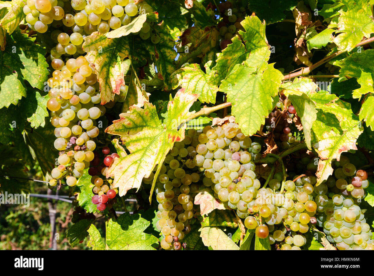 Gumpoldskirchen : Vigne, raisin, vin domaine Wienerwald, Bois de Vienne, Basse-Autriche, Basse Autriche, Autriche Banque D'Images