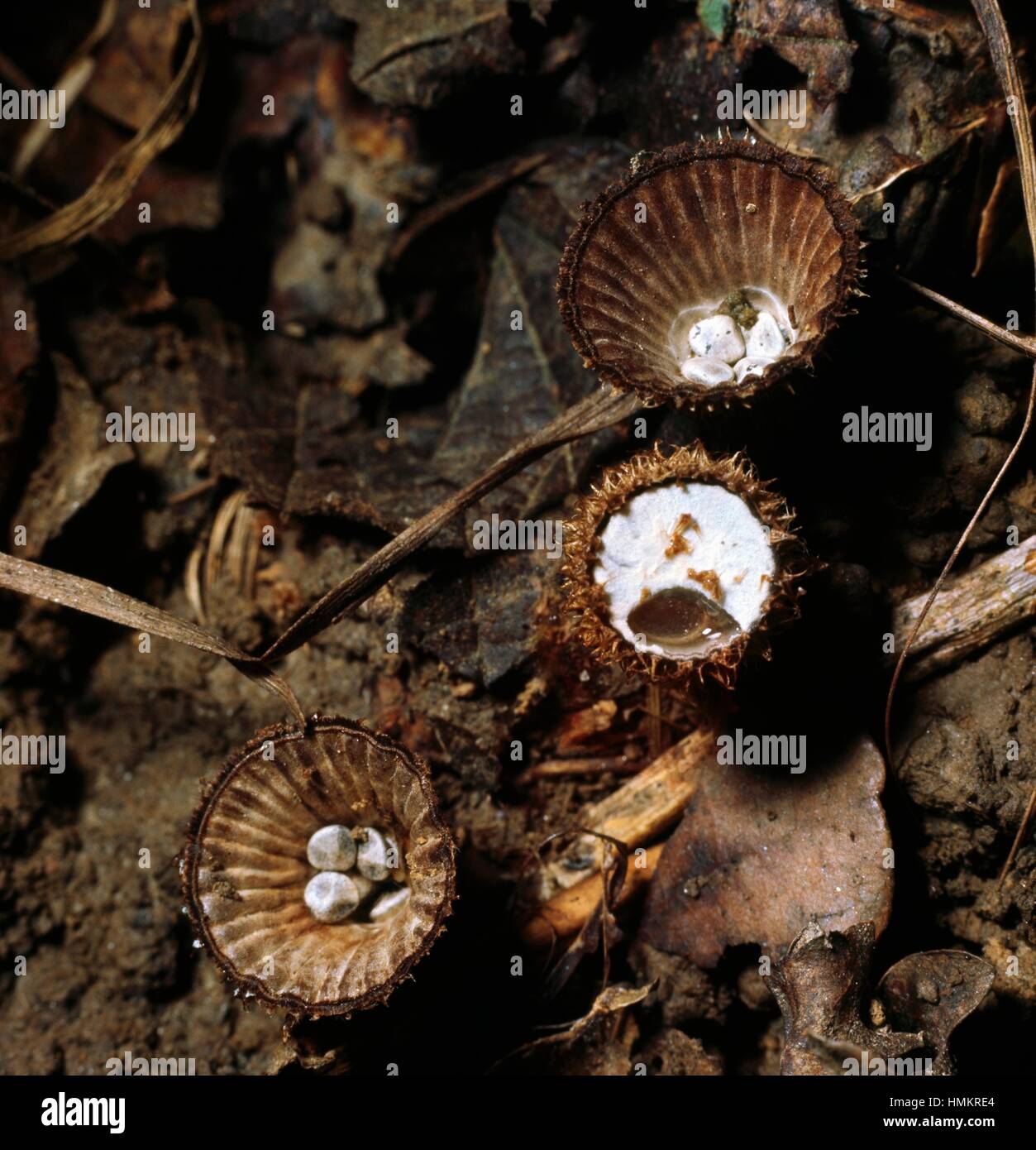 Nid d'oiseau à cannelures (Cyathus striatus), Nidulariaceae. Banque D'Images
