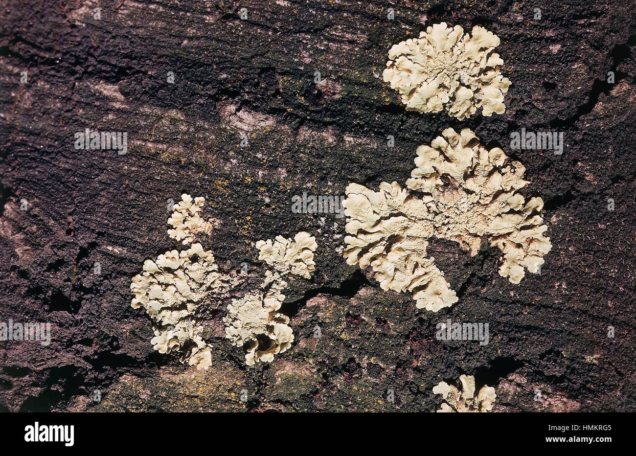 Greenshield commun Lichen (Flavoparmelia caperata), Parmeliaceae. Banque D'Images
