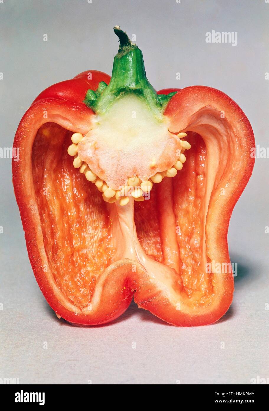 Section longitudinale du poivron rouge (Capsicum sp), Solanaceae. Banque D'Images