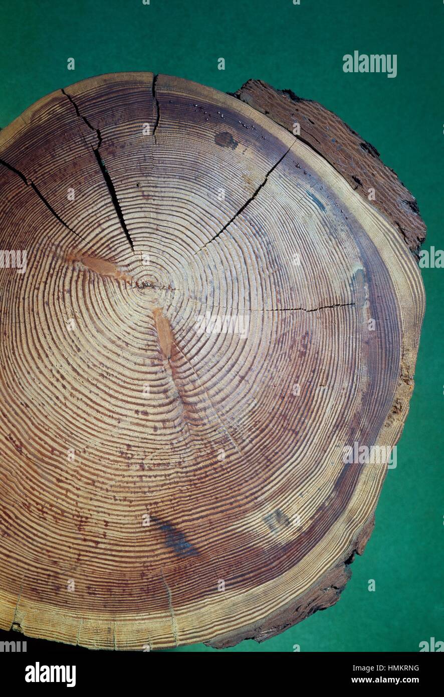 Du tronc d'une section transversale d'environ 85 ans (mélèze d'Europe Larix decidua), Pinaceae. Détail. Banque D'Images