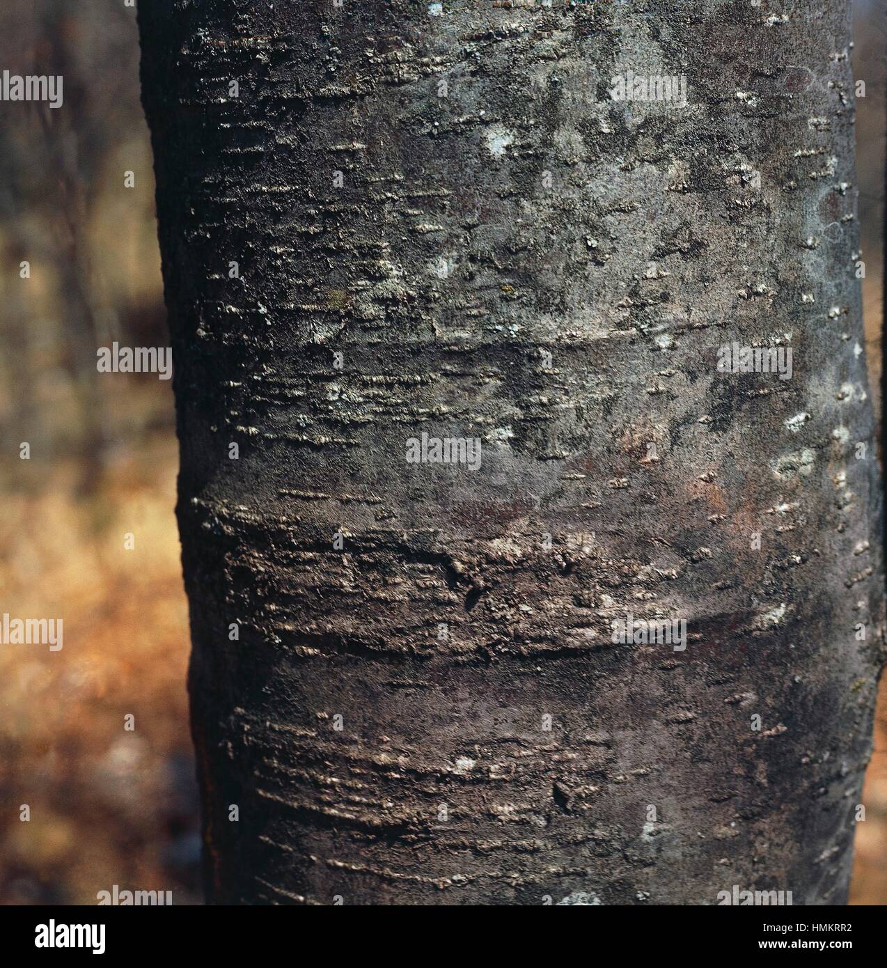 Tronc d'un jeune chêne Downy ou chêne pubescent (quercus pubescens), Fagaceae. Détail. Banque D'Images