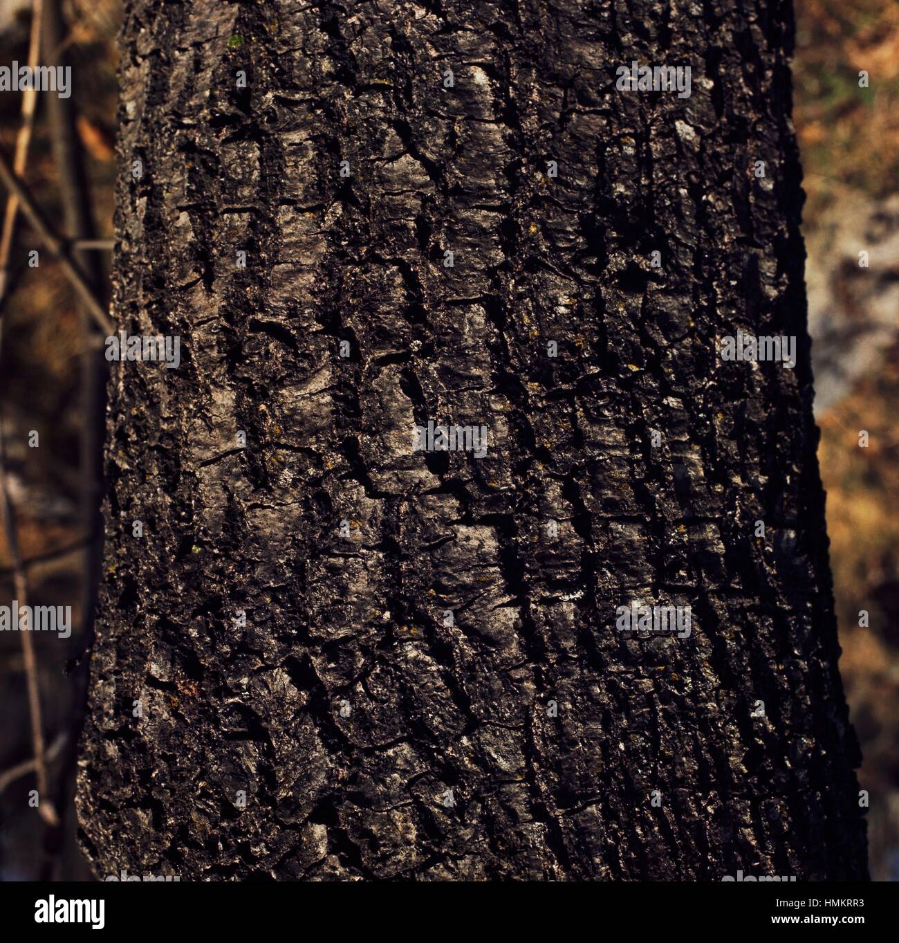 Le chêne ou l'écorce de chêne pubescent (quercus pubescens), Fagaceae. Banque D'Images