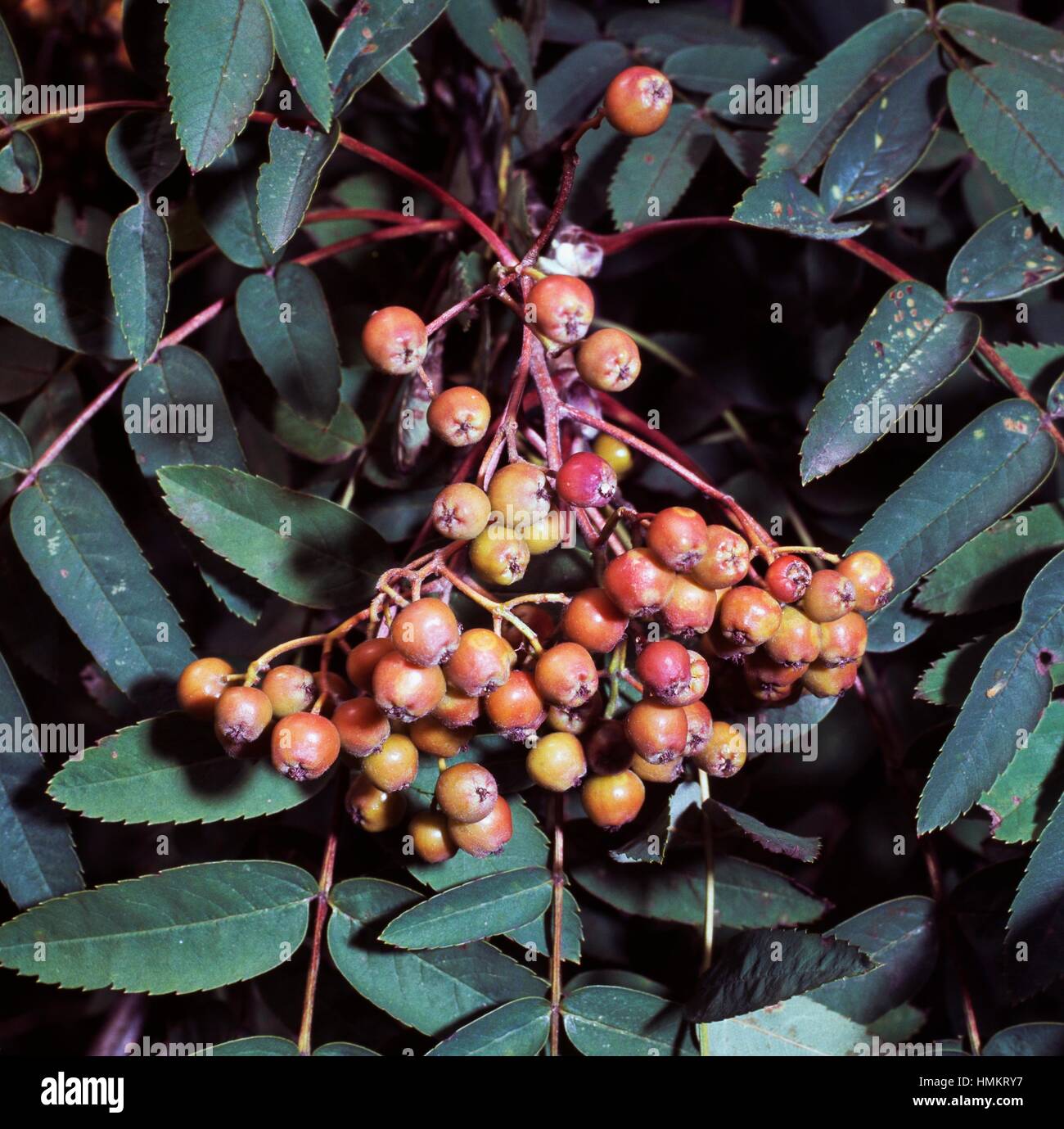 Rowan ou mountain-ash berries (Sorbus aucuparia), Rosaceae. Banque D'Images