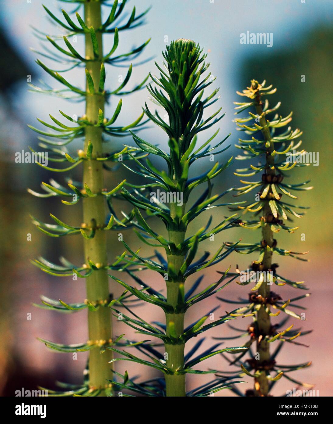 Queue de la Mare commune ou de Prêle (Hippuris vulgaris), Plantaginaceae. Banque D'Images