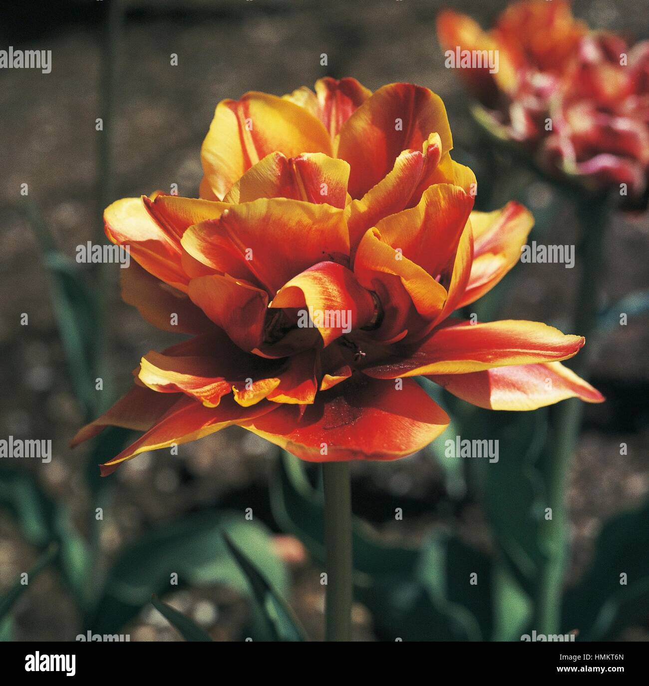 Tulip (Tulipa sp), double début, Liliaceae. Banque D'Images