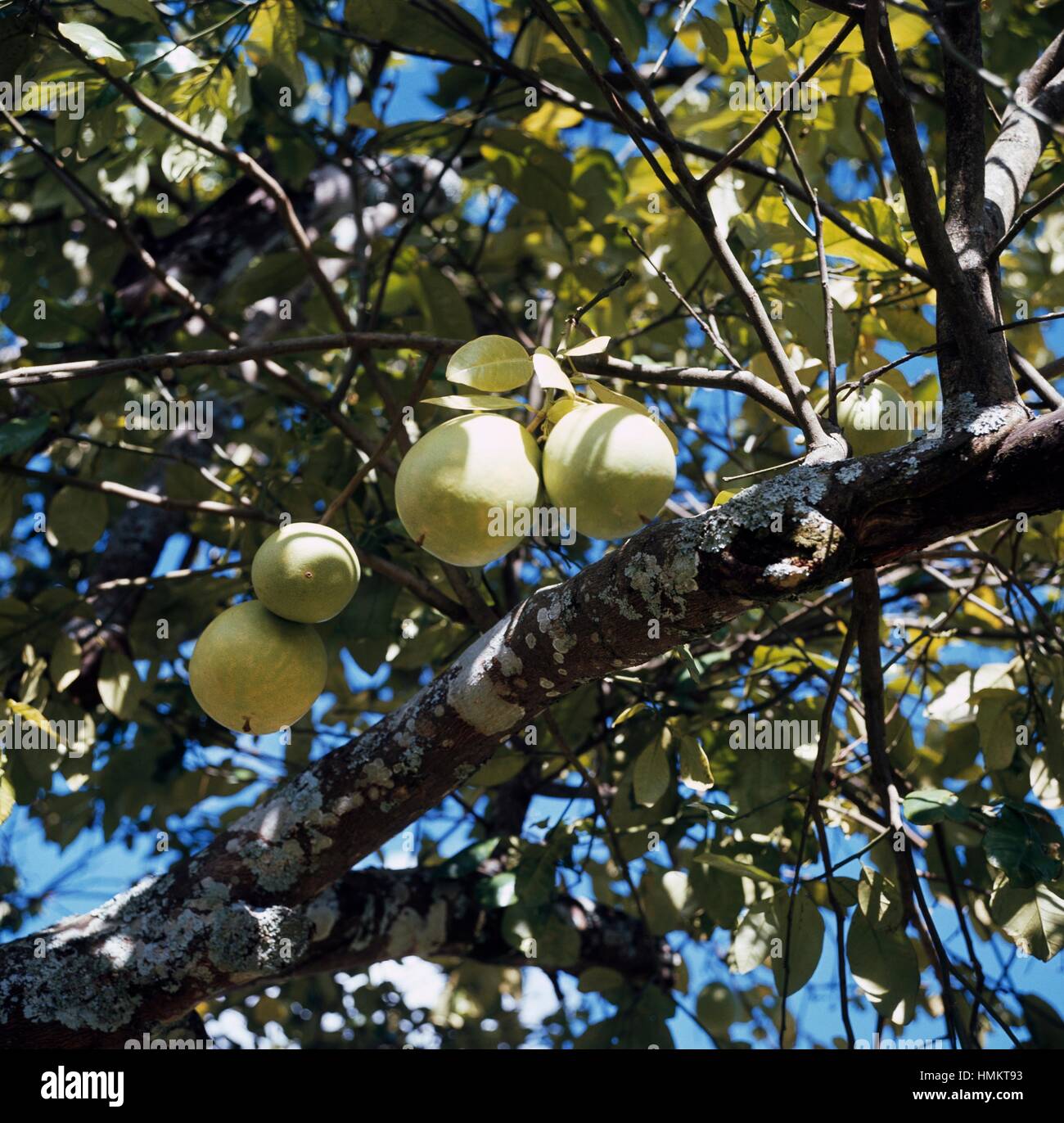 Fruit de le pamplemousse (Citrus x paradisi), Rutacées. Banque D'Images