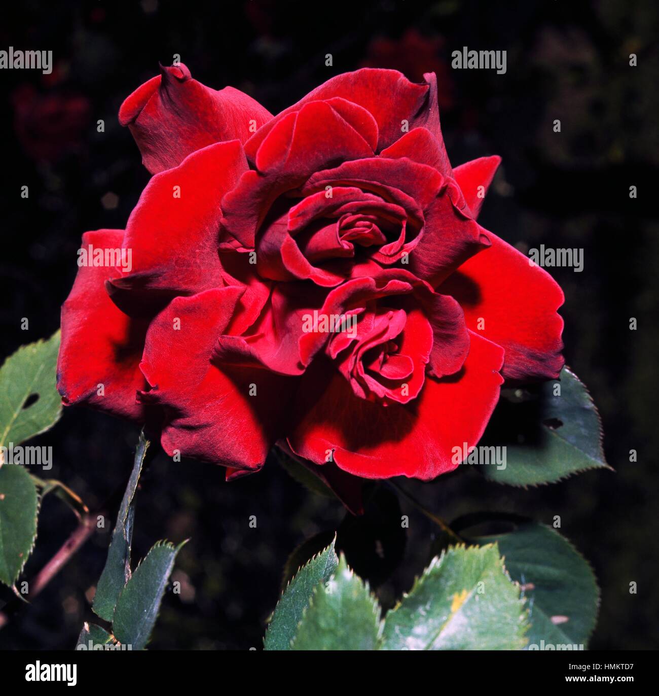 Rose (Rosa sp), Rosaceae. Banque D'Images