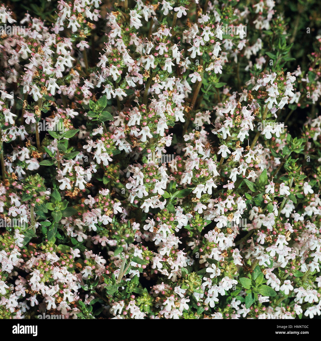 En fleur de thym commun (Thymus vulgaris), Lamiaceae. Banque D'Images