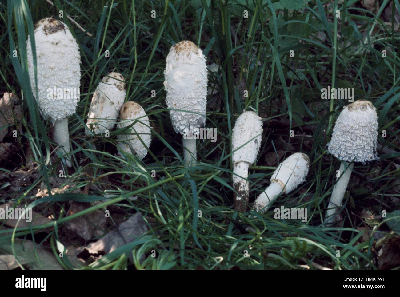 La perruque de l'avocat, également connu sous le nom de Shaggy Mane (Coprinus comatus), Coprinaceae. Banque D'Images
