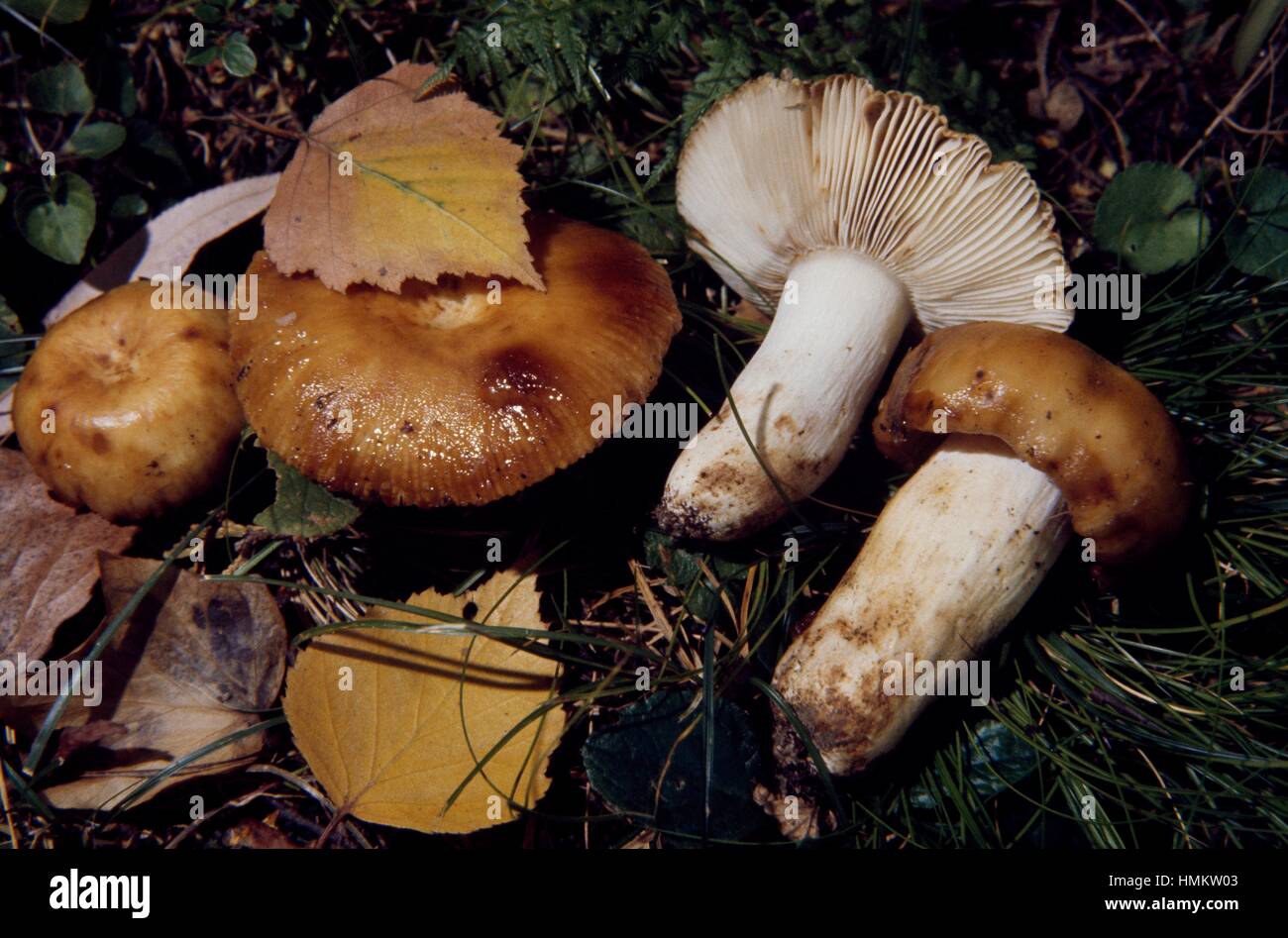 Russula foetens (russula puant), Russulaceae. Banque D'Images