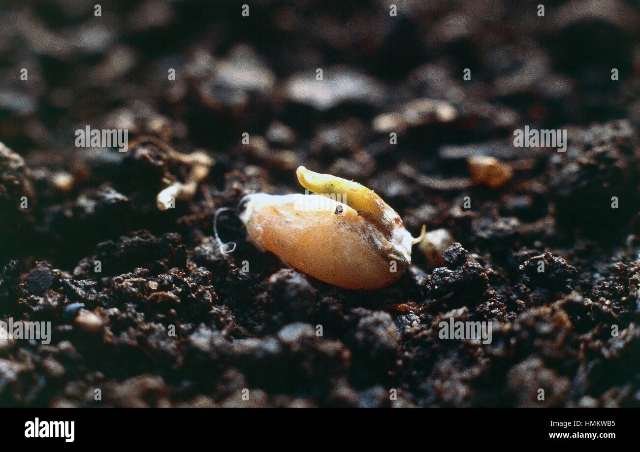 La germination d'un grain de blé tendre ou blé tendre (Triticum aestivum ou Triticum vulgare), Poaceae. Banque D'Images
