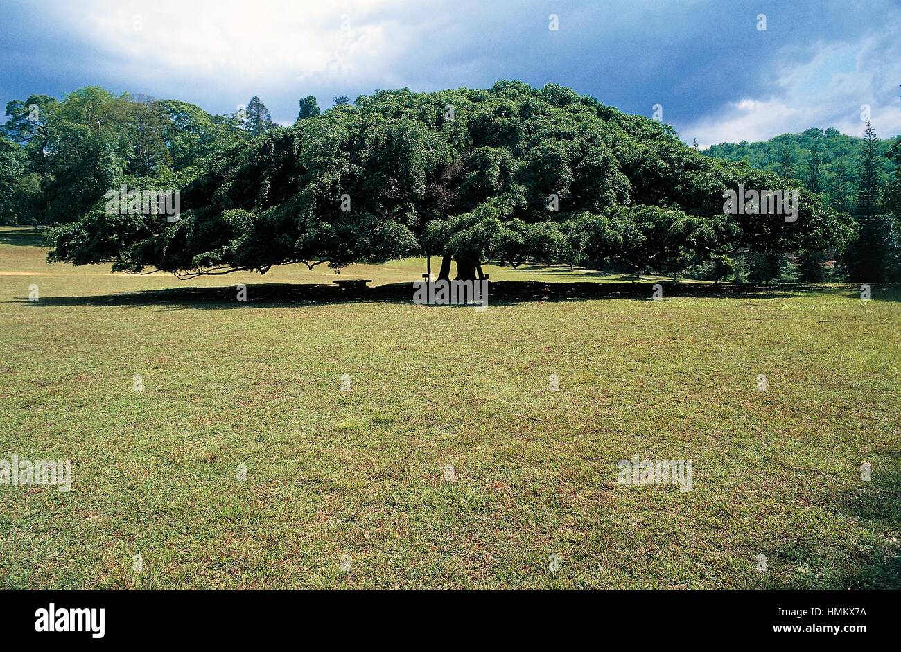 Sycamore fig ou figuier (Ficus sycomorus mulberry), Moraceae. Banque D'Images