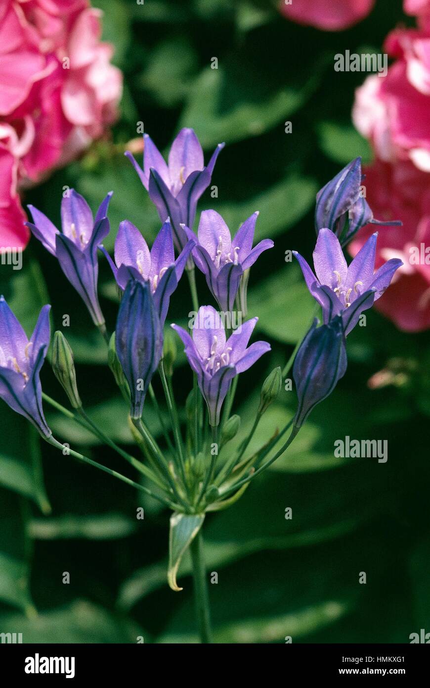 L'épée Ithuriel ou Grassnut (Brodiaea laxa ou Triteleia laxa), Asparagacées. Banque D'Images